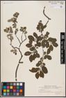 Foto von Salix aurita L.